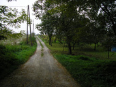 A szőlőhegy felé továbbvivő út a Marcal-meder kezdeténél (2005)