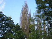 Nyárfák a meder vonala mellett (2005)