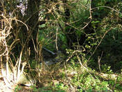 A Marcal-meder a Smegprga-Jnosmajor fldt hdja alatt (2005)